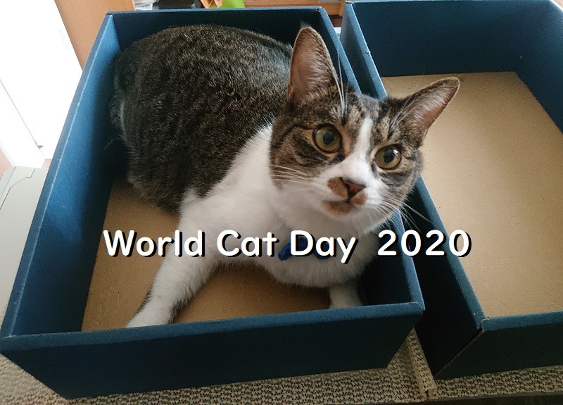 8月8日、世の中の猫さんに思いを馳せる。【世界猫の日2020】 - 北の