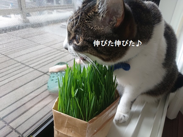 猫草