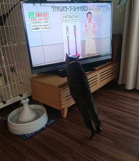 テレビと猫