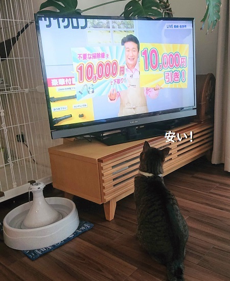 テレビと猫