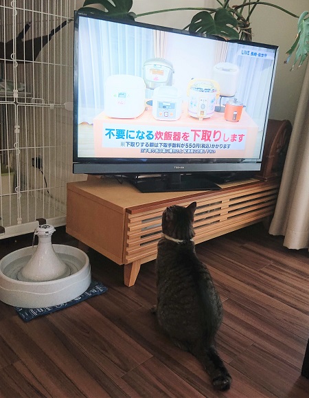 テレビと猫