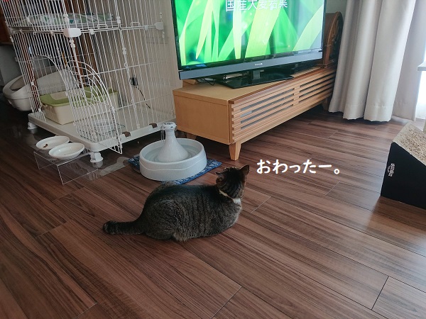 テレビと猫