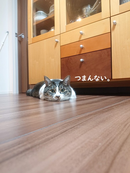 北のねこ暮らし