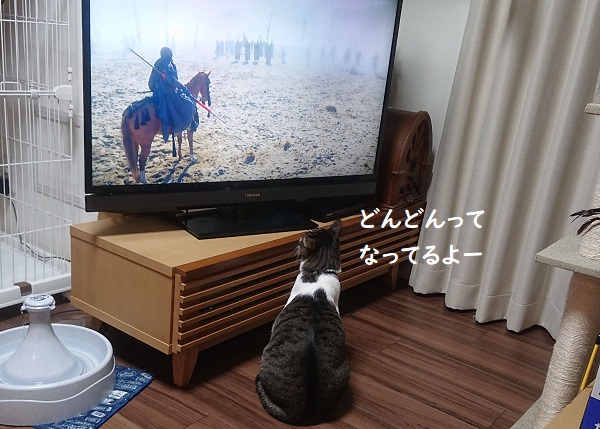 猫とテレビ