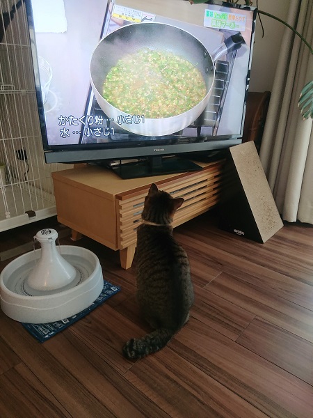テレビと猫