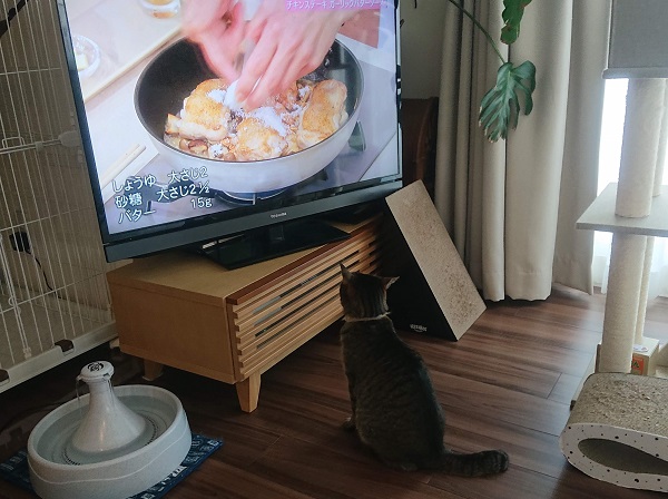 テレビと猫