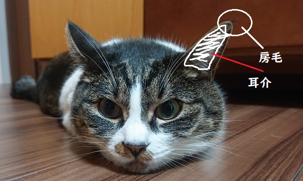 房毛　耳介