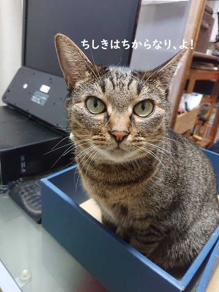 ねこ検定2020