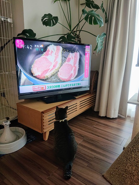 テレビを観る猫