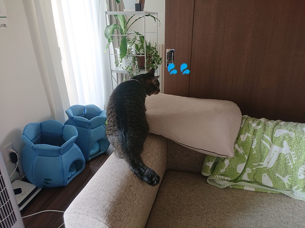 北のねこ暮らし