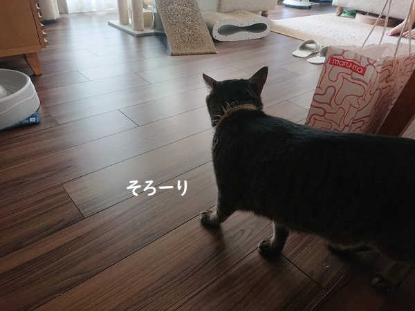 北のねこ暮らし