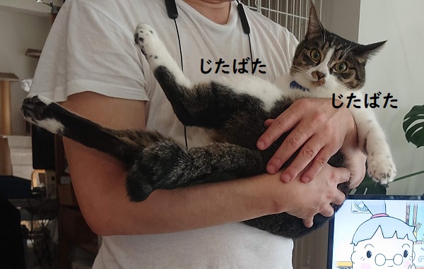北のねこ暮らし