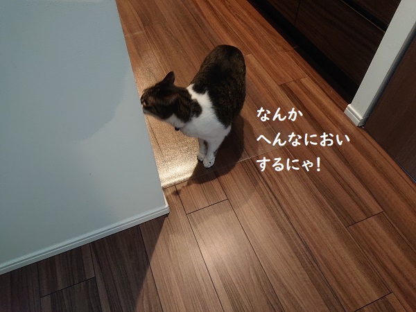 北のねこ暮らし