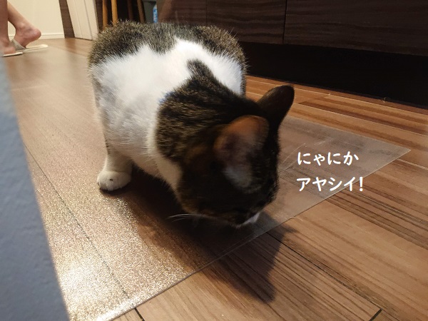 北のねこ暮らし
