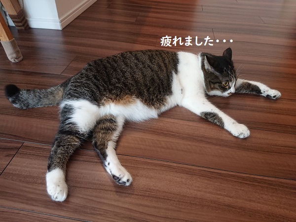 北のねこ暮らし