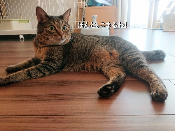 北のねこ暮らし