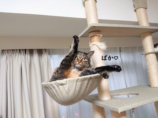ニャンモック