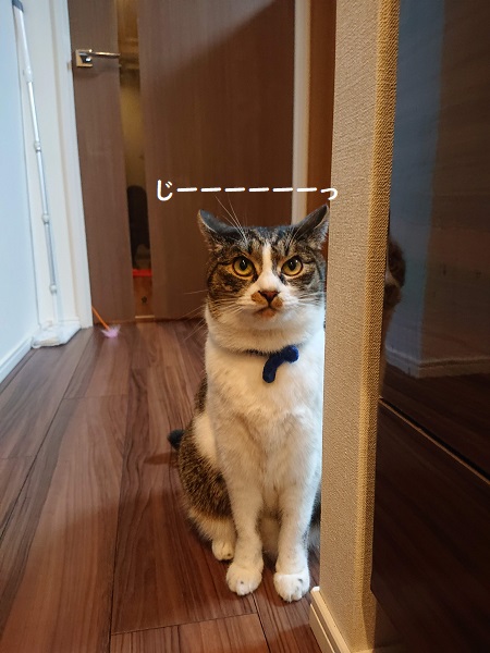 北のねこ暮らし