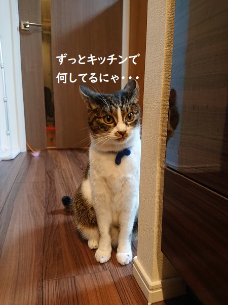 北のねこ暮らし