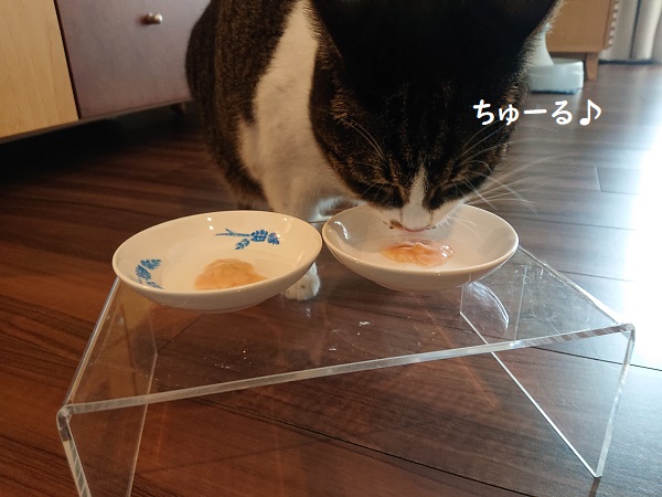 北のねこ暮らし