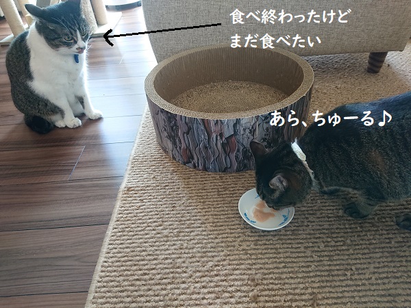 猫のおやつ