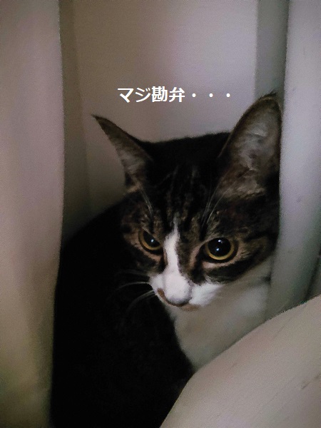 消防点検　猫