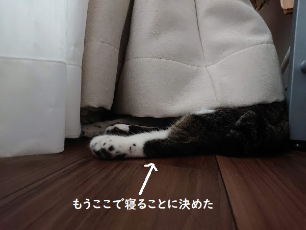 北のねこ暮らし