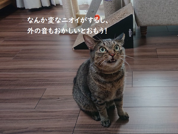 消防点検　猫
