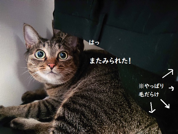 f:id:nanakama:20200914185252j:plain