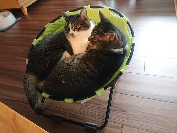 ハンモックベッド