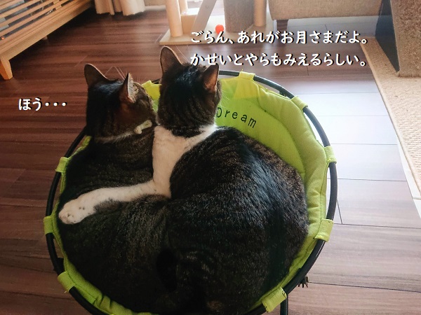 ハンモックベッド
