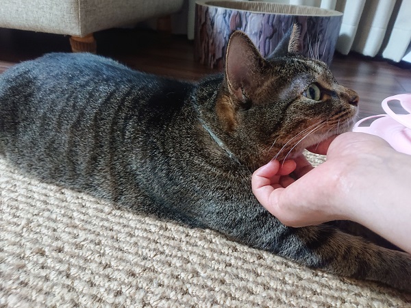 北のねこ暮らし