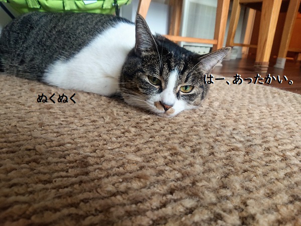 北のねこ暮らし