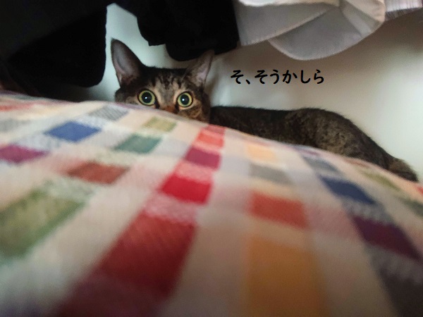 北のねこ暮らし