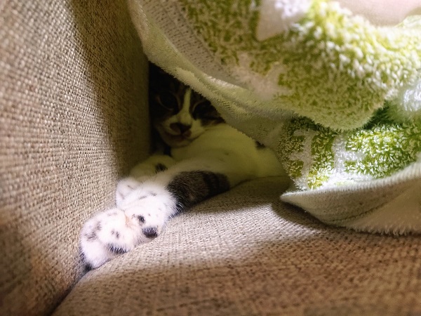 タオルケット　猫