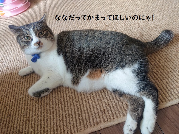 北のねこ暮らし