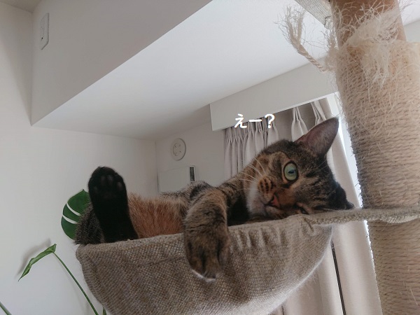 北のねこ暮らし