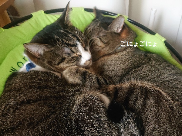 北のねこ暮らし