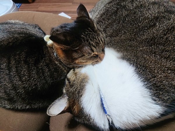 北のねこ暮らし