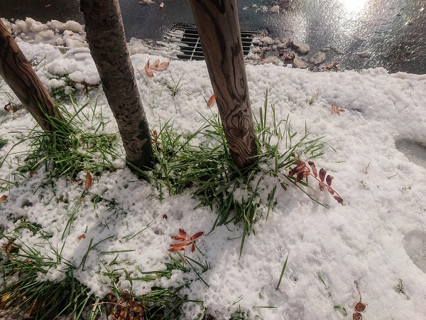 ナナカマド 雪