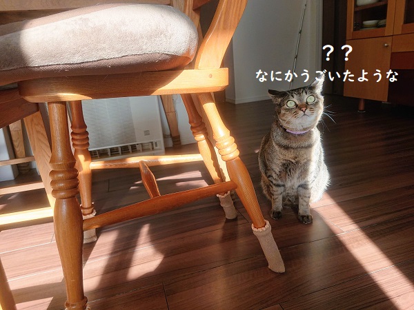 冬の陽だまりと猫