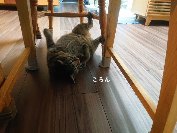 ストーブ前の猫