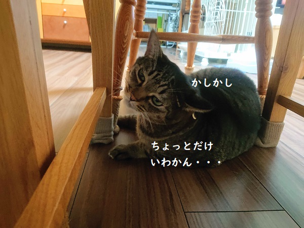 ストーブ前の猫