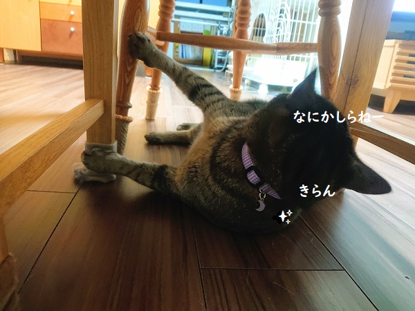 ストーブ前の猫