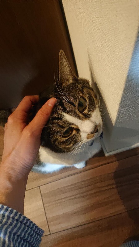 北のねこ暮らし