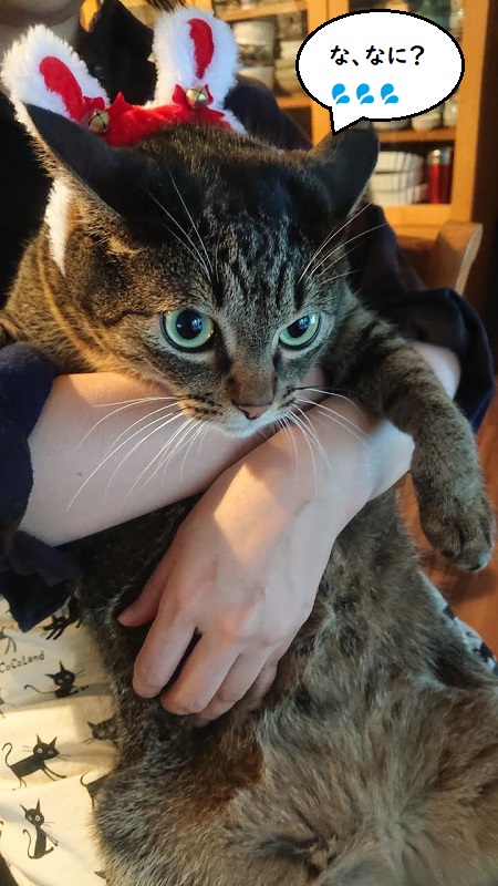 北のねこ暮らし