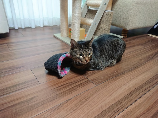 北のねこ暮らし