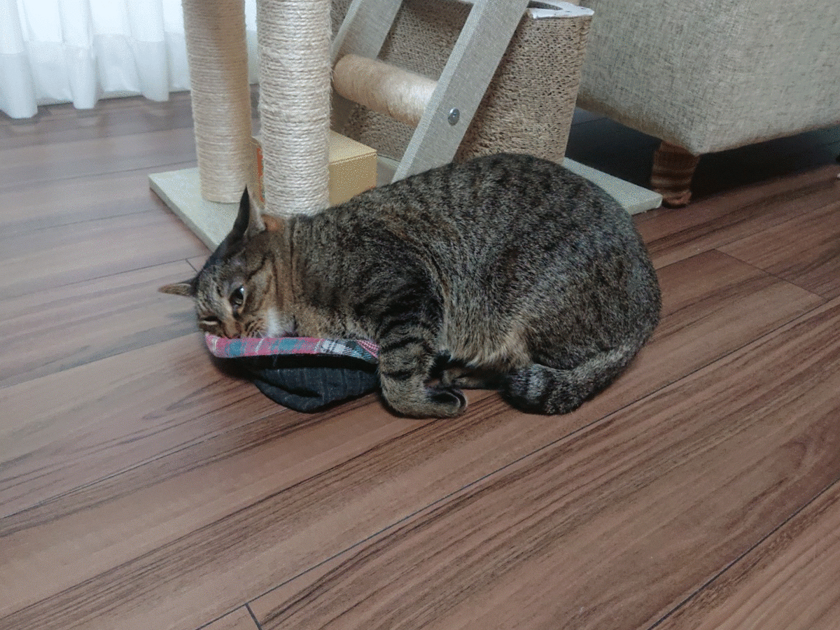 北のねこ暮らし
