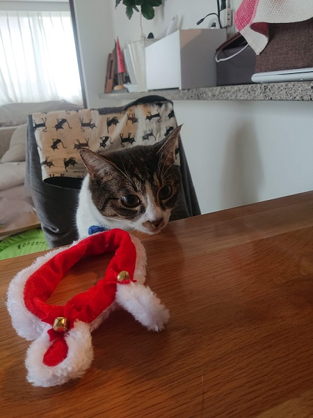 北のねこ暮らし