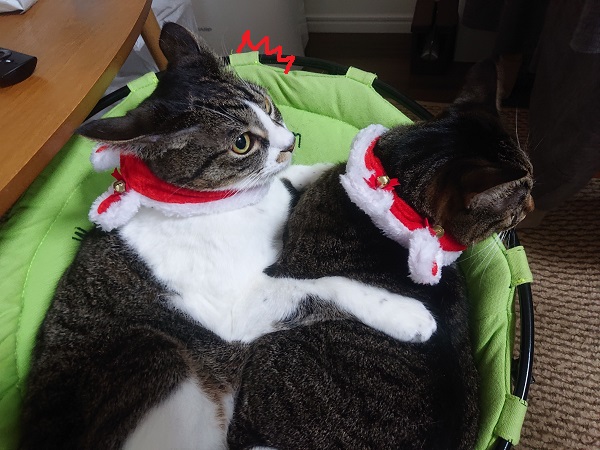 北のねこ暮らし